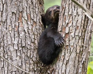 Black Bear - Cades Cove - GSMNP, TN