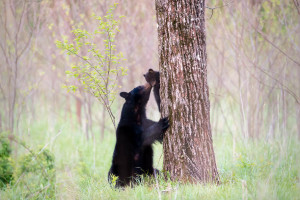 Black Bear - Cades Cove - GSMNP, TN