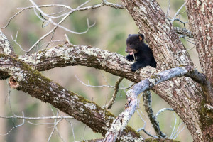 Black Bear - Cades Cove - GSMNP, TN