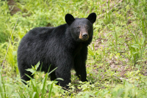 Black Bear - Cades Cove - GSMNP, TN