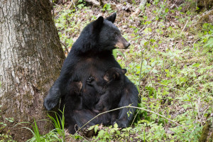 Black Bear - Cades Cove - GSMNP, TN