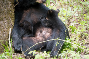 Black Bear - Cades Cove - GSMNP, TN