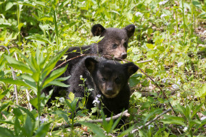 Black Bear - Cades Cove - GSMNP, TN