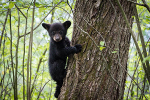 Black Bear - Cades Cove - GSMNP, TN