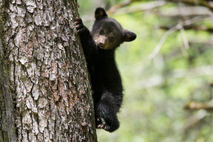 Black Bear - Cades Cove - GSMNP, TN