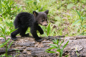 Black Bear - Cades Cove - GSMNP, TN