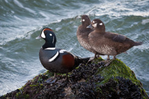 Harlequin Ducks at Barnegat Light - 2012