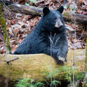 Black Bear - Cades Cove - GSMNP, TN