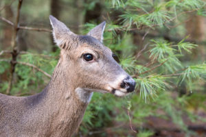 White-Tailed Deer - Cades Cove - GSMNP, TN