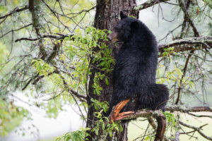 Black Bear - Cades Cove - GSMNP, TN