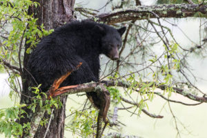 Black Bear - Cades Cove - GSMNP, TN