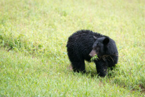 Black Bear - Cades Cove - GSMNP, TN