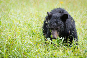 Black Bear - Cades Cove - GSMNP, TN